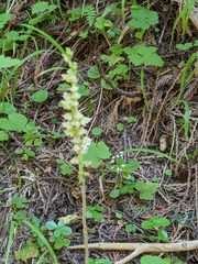 Goodyera oblongifolia