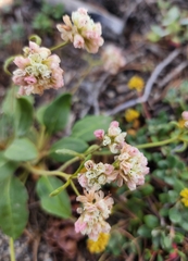 Eriogonum