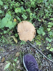 Polyporus tuberaster