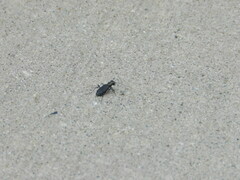 Cicindela punctulata punctulata