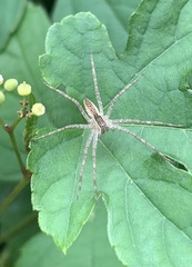 Pisaurina mira