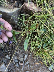 Penstemon whippleanus
