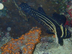 Eques punctatus