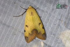Ophiusa tirhaca