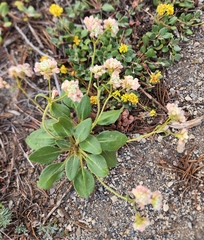 Eriogonum