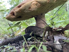 Polyporus tuberaster