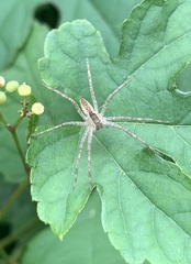 Pisaurina mira