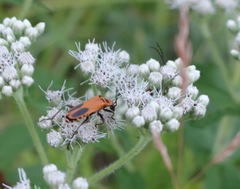 Chauliognathus pensylvanicus