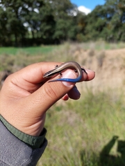 Plestiodon brevirostris