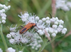 Chauliognathus pensylvanicus