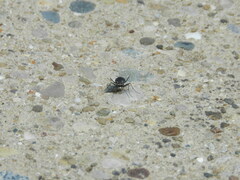 Cicindela punctulata punctulata