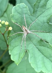 Pisaurina mira