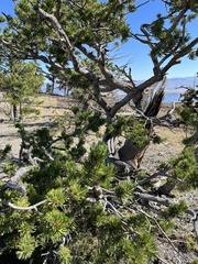 Pinus flexilis