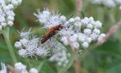 Chauliognathus pensylvanicus