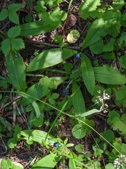 Clintonia uniflora