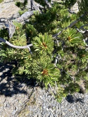 Pinus flexilis