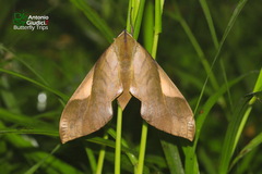 Clanis stenosema
