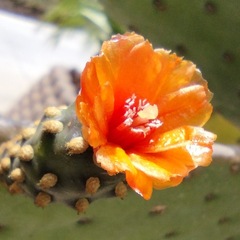 Consolea moniliformis