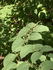 Reynoutria sachalinensis