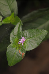 Elephantopus carolinianus