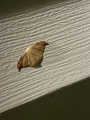 Drepana arcuata