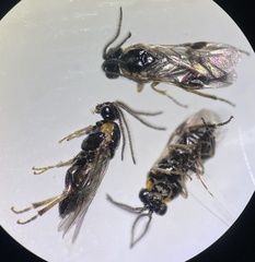 Schizocerella pilicornis