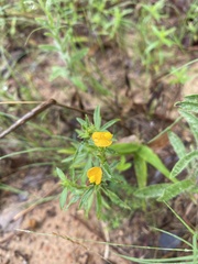 Stylosanthes biflora