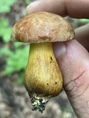 Aureoboletus innixus