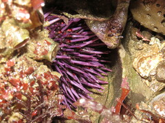 Strongylocentrotus purpuratus