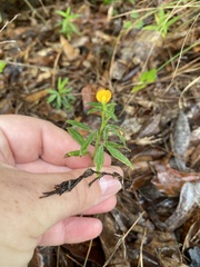Stylosanthes biflora