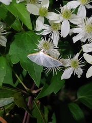 Margaroniini
