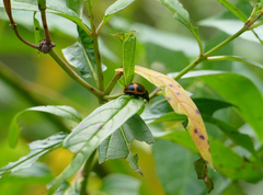 Labidomera clivicollis