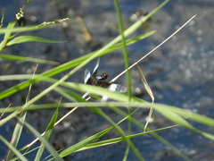 Libellula luctuosa