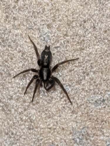 Eastern Parson Spider photo 5