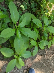 Phytolacca americana