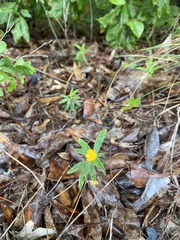 Stylosanthes biflora