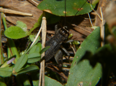 Velarifictorus micado