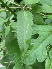 Liriomyza carphephori