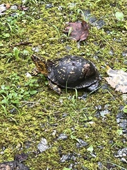 Terrapene carolina