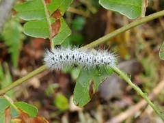 Lophocampa caryae