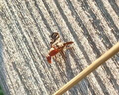 Delphinia picta