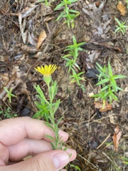 Bradburia pilosa