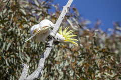 Cacatua galerita