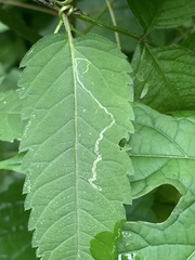 Liriomyza carphephori