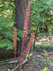 Pterospora andromedea