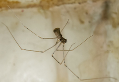 Pholcus opilionoides