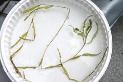 Potamogeton alpinus
