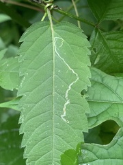 Liriomyza carphephori