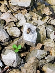 Helophilus fasciatus