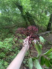 Sambucus canadensis